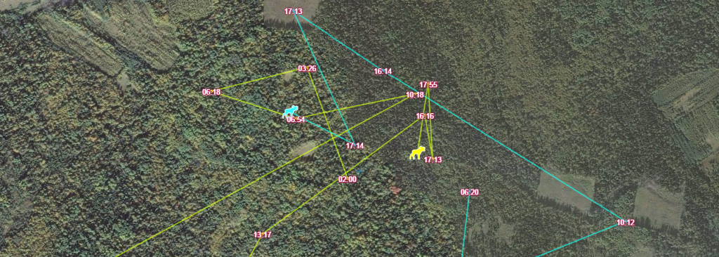 Мониторинг перемещения лосей в реальном времени по данным GPS-наблюдений